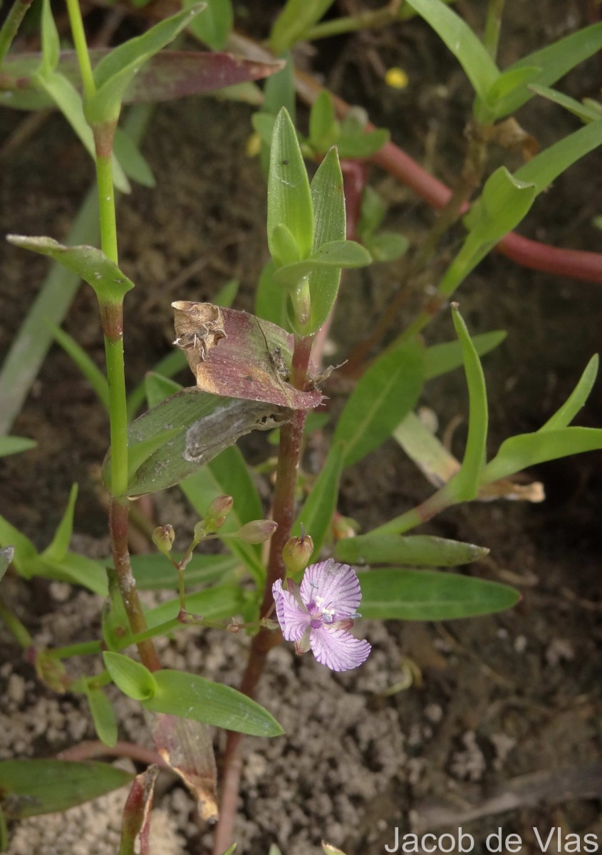 Murdannia striatipetala Faden